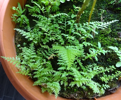 Young Silver Fern in my pot photo